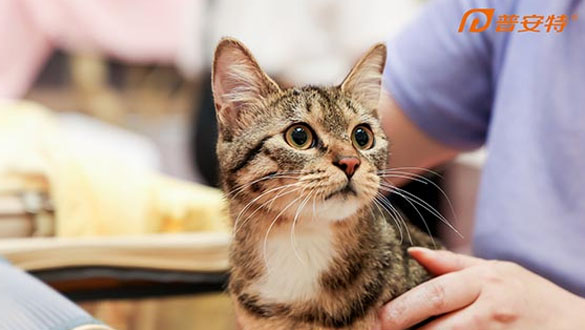 【元·动态】黑猫警长×普安特,共同助力流浪动物“宠”启新生活